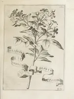 Picture 27 of 41 from Flora, ouero, Cultura di fiori (1638), leaf 413