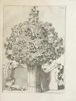 Picture 28 of 41 from Flora, ouero, Cultura di fiori (1638), leaf 419