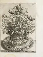 Picture 29 of 41 from Flora, ouero, Cultura di fiori (1638), leaf 425