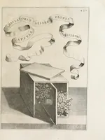 Picture 33 of 41 from Flora, ouero, Cultura di fiori (1638), leaf 451