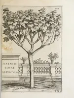 Picture 35 of 41 from Flora, ouero, Cultura di fiori (1638), leaf 503