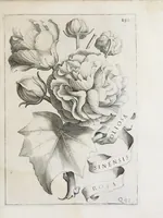 Picture 37 of 41 from Flora, ouero, Cultura di fiori (1638), leaf 509