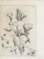 Picture 38 of 41 from Flora, ouero, Cultura di fiori (1638), leaf 511