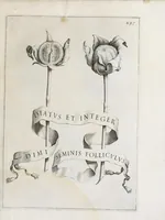 An illustration from Flora, ouero, Cultura di fiori (1638)