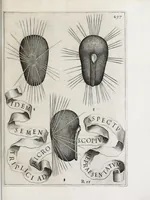 Picture 40 of 41 from Flora, ouero, Cultura di fiori (1638), leaf 517