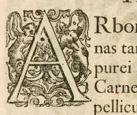 An illustration from Flora sinensis : fructus floresque humillime porrigens, serenissimo et potentissimo principi, ac domino, domino Leopoldo Ignatio, Hungariae regi florentissimo, &c. : fructus saeculo promittenti Augustissimos (1656)