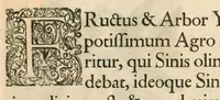 An illustration from Flora sinensis : fructus floresque humillime porrigens, serenissimo et potentissimo principi, ac domino, domino Leopoldo Ignatio, Hungariae regi florentissimo, &c. : fructus saeculo promittenti Augustissimos (1656)