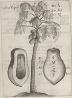 Picture 4 of 35 from Flora sinensis, fructus floresque humillime porrigens serenissimo et potentissimo Leopoldo Ignatio, Hungariae regi florentissimo, &c. Fructus saecul promittenti Augustissimos (1656), leaf 26