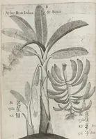 Picture 5 of 35 from Flora sinensis, fructus floresque humillime porrigens serenissimo et potentissimo Leopoldo Ignatio, Hungariae regi florentissimo, &c. Fructus saecul promittenti Augustissimos (1656), leaf 28