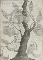 An illustration from Flora sinensis, fructus floresque humillime porrigens serenissimo et potentissimo Leopoldo Ignatio, Hungariae regi florentissimo, &c. Fructus saecul promittenti Augustissimos (1656)