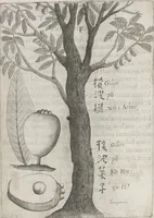 An illustration from Flora sinensis, fructus floresque humillime porrigens serenissimo et potentissimo Leopoldo Ignatio, Hungariae regi florentissimo, &c. Fructus saecul promittenti Augustissimos (1656)