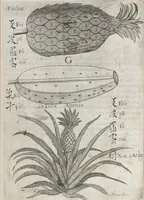 An illustration from Flora sinensis, fructus floresque humillime porrigens serenissimo et potentissimo Leopoldo Ignatio, Hungariae regi florentissimo, &c. Fructus saecul promittenti Augustissimos (1656)