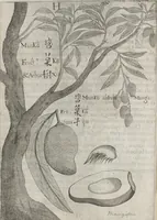 An illustration from Flora sinensis, fructus floresque humillime porrigens serenissimo et potentissimo Leopoldo Ignatio, Hungariae regi florentissimo, &c. Fructus saecul promittenti Augustissimos (1656)