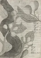 Picture 10 of 35 from Flora sinensis, fructus floresque humillime porrigens serenissimo et potentissimo Leopoldo Ignatio, Hungariae regi florentissimo, &c. Fructus saecul promittenti Augustissimos (1656), leaf 40