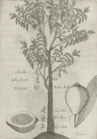 An illustration from Flora sinensis, fructus floresque humillime porrigens serenissimo et potentissimo Leopoldo Ignatio, Hungariae regi florentissimo, &c. Fructus saecul promittenti Augustissimos (1656)