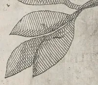 An illustration from Flora sinensis, fructus floresque humillime porrigens serenissimo et potentissimo Leopoldo Ignatio, Hungariae regi florentissimo, &c. Fructus saecul promittenti Augustissimos (1656)