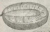 Picture 15 of 35 from Flora sinensis, fructus floresque humillime porrigens serenissimo et potentissimo Leopoldo Ignatio, Hungariae regi florentissimo, &c. Fructus saecul promittenti Augustissimos (1656), leaf 44