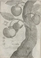 An illustration from Flora sinensis, fructus floresque humillime porrigens serenissimo et potentissimo Leopoldo Ignatio, Hungariae regi florentissimo, &c. Fructus saecul promittenti Augustissimos (1656)