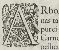 An illustration from Flora sinensis, fructus floresque humillime porrigens serenissimo et potentissimo Leopoldo Ignatio, Hungariae regi florentissimo, &c. Fructus saecul promittenti Augustissimos (1656)