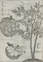 Picture 20 of 35 from Flora sinensis, fructus floresque humillime porrigens serenissimo et potentissimo Leopoldo Ignatio, Hungariae regi florentissimo, &c. Fructus saecul promittenti Augustissimos (1656), leaf 48