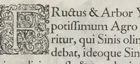An illustration from Flora sinensis, fructus floresque humillime porrigens serenissimo et potentissimo Leopoldo Ignatio, Hungariae regi florentissimo, &c. Fructus saecul promittenti Augustissimos (1656)