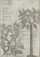 Picture 22 of 35 from Flora sinensis, fructus floresque humillime porrigens serenissimo et potentissimo Leopoldo Ignatio, Hungariae regi florentissimo, &c. Fructus saecul promittenti Augustissimos (1656), leaf 50