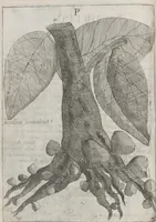 An illustration from Flora sinensis, fructus floresque humillime porrigens serenissimo et potentissimo Leopoldo Ignatio, Hungariae regi florentissimo, &c. Fructus saecul promittenti Augustissimos (1656)