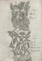 Picture 26 of 35 from Flora sinensis, fructus floresque humillime porrigens serenissimo et potentissimo Leopoldo Ignatio, Hungariae regi florentissimo, &c. Fructus saecul promittenti Augustissimos (1656), leaf 54