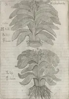 Picture 27 of 35 from Flora sinensis, fructus floresque humillime porrigens serenissimo et potentissimo Leopoldo Ignatio, Hungariae regi florentissimo, &c. Fructus saecul promittenti Augustissimos (1656), leaf 56