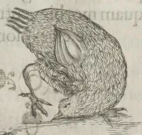 An illustration from Flora sinensis, fructus floresque humillime porrigens serenissimo et potentissimo Leopoldo Ignatio, Hungariae regi florentissimo, &c. Fructus saecul promittenti Augustissimos (1656)