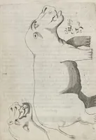 Picture 33 of 35 from Flora sinensis, fructus floresque humillime porrigens serenissimo et potentissimo Leopoldo Ignatio, Hungariae regi florentissimo, &c. Fructus saecul promittenti Augustissimos (1656), leaf 68