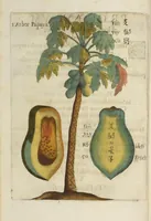 Picture 3 of 29 from Flora sinensis : fructus floresque humillime porrigens serenissiomo et potentissimo Leopoldo Ignatio, Hungariae regi florentissimo, &c. Fructus saecul promittenti Augustissimos (1656), leaf 26