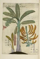 An illustration from Flora sinensis : fructus floresque humillime porrigens serenissiomo et potentissimo Leopoldo Ignatio, Hungariae regi florentissimo, &c. Fructus saecul promittenti Augustissimos (1656)