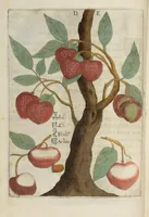 Picture 6 of 29 from Flora sinensis : fructus floresque humillime porrigens serenissiomo et potentissimo Leopoldo Ignatio, Hungariae regi florentissimo, &c. Fructus saecul promittenti Augustissimos (1656), leaf 32