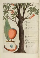 An illustration from Flora sinensis : fructus floresque humillime porrigens serenissiomo et potentissimo Leopoldo Ignatio, Hungariae regi florentissimo, &c. Fructus saecul promittenti Augustissimos (1656)