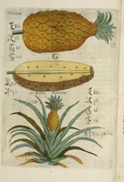 An illustration from Flora sinensis : fructus floresque humillime porrigens serenissiomo et potentissimo Leopoldo Ignatio, Hungariae regi florentissimo, &c. Fructus saecul promittenti Augustissimos (1656)