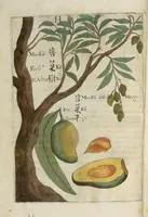 Picture 9 of 29 from Flora sinensis : fructus floresque humillime porrigens serenissiomo et potentissimo Leopoldo Ignatio, Hungariae regi florentissimo, &c. Fructus saecul promittenti Augustissimos (1656), leaf 38