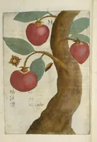 An illustration from Flora sinensis : fructus floresque humillime porrigens serenissiomo et potentissimo Leopoldo Ignatio, Hungariae regi florentissimo, &c. Fructus saecul promittenti Augustissimos (1656)