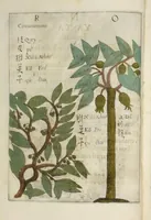 An illustration from Flora sinensis : fructus floresque humillime porrigens serenissiomo et potentissimo Leopoldo Ignatio, Hungariae regi florentissimo, &c. Fructus saecul promittenti Augustissimos (1656)