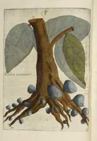 Picture 20 of 29 from Flora sinensis : fructus floresque humillime porrigens serenissiomo et potentissimo Leopoldo Ignatio, Hungariae regi florentissimo, &c. Fructus saecul promittenti Augustissimos (1656), leaf 52