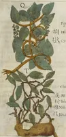 An illustration from Flora sinensis : fructus floresque humillime porrigens serenissiomo et potentissimo Leopoldo Ignatio, Hungariae regi florentissimo, &c. Fructus saecul promittenti Augustissimos (1656)