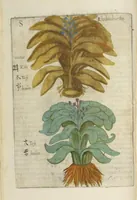 An illustration from Flora sinensis : fructus floresque humillime porrigens serenissiomo et potentissimo Leopoldo Ignatio, Hungariae regi florentissimo, &c. Fructus saecul promittenti Augustissimos (1656)