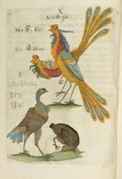 An illustration from Flora sinensis : fructus floresque humillime porrigens serenissiomo et potentissimo Leopoldo Ignatio, Hungariae regi florentissimo, &c. Fructus saecul promittenti Augustissimos (1656)