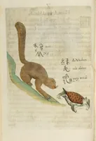 An illustration from Flora sinensis : fructus floresque humillime porrigens serenissiomo et potentissimo Leopoldo Ignatio, Hungariae regi florentissimo, &c. Fructus saecul promittenti Augustissimos (1656)