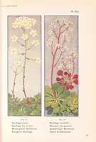Picture 5 of 13 from La flore alpine (1908), leaf 101
