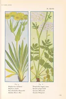 Picture 6 of 13 from La flore alpine (1908), leaf 113