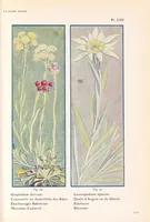 Picture 7 of 13 from La flore alpine (1908), leaf 125