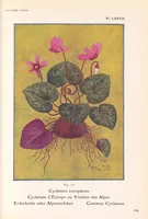 Picture 11 of 13 from La flore alpine (1908), leaf 173