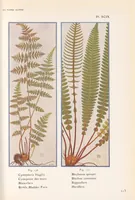 An illustration from La flore alpine (1908)