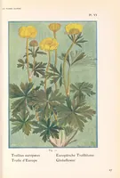 Picture 1 of 13 from La flore alpine (1908), leaf 31
